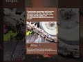 TANK LOADING ONTO RAIL CAR | WW2 Tactics