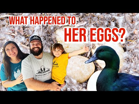 What happened to our broody duck and her nest of eggs?