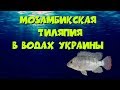 Мозамбикская тиляпия в водах Украины