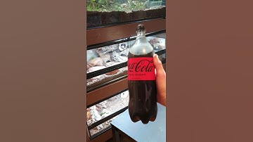 Did My Coke Bottle Just Turn Into A Ball Python?! 😨🐍#shorts