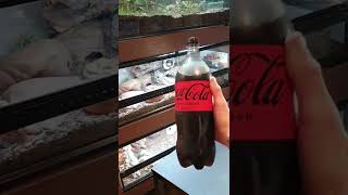 Did My Coke Bottle Just Turn Into A Ball Python?! 😨🐍#shorts