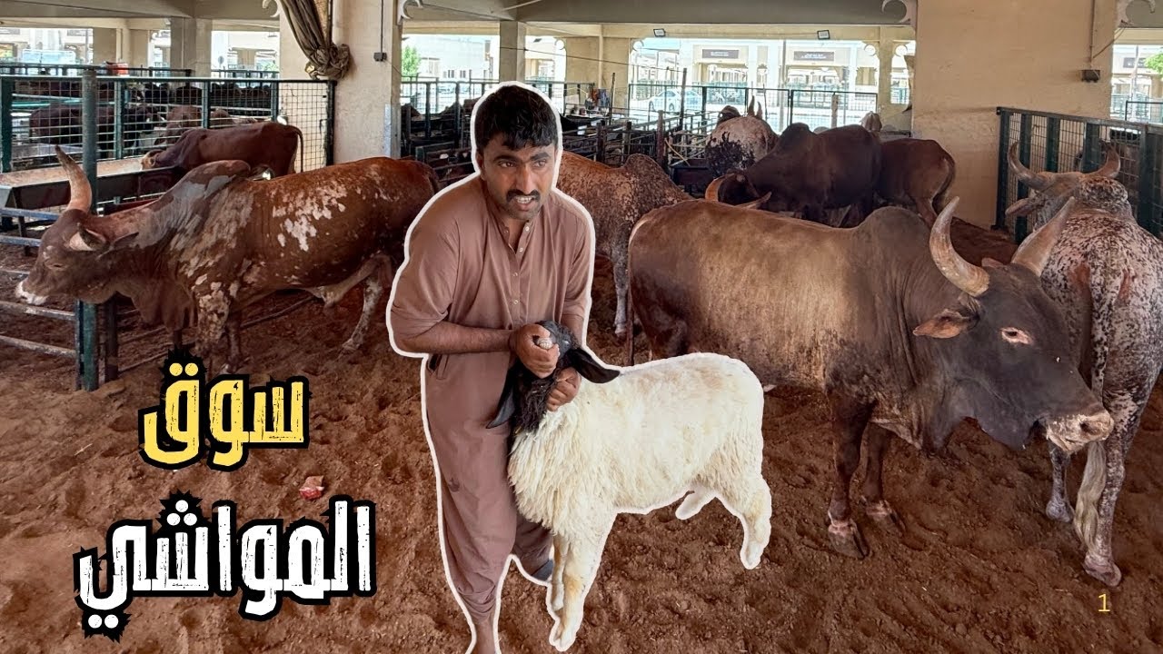 أسعار الأضاحي ! جولة في سوق المواشي الإمارات قبل العيد 2025 � | شوف كام تكلفة الأضحية