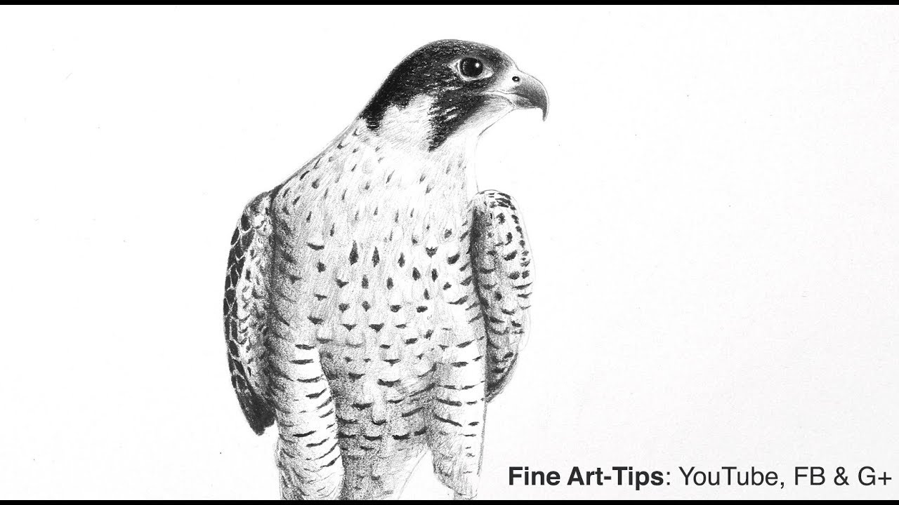 ⁣How to Make Your Blacks Really Black - Drawing a Peregrine Falcon