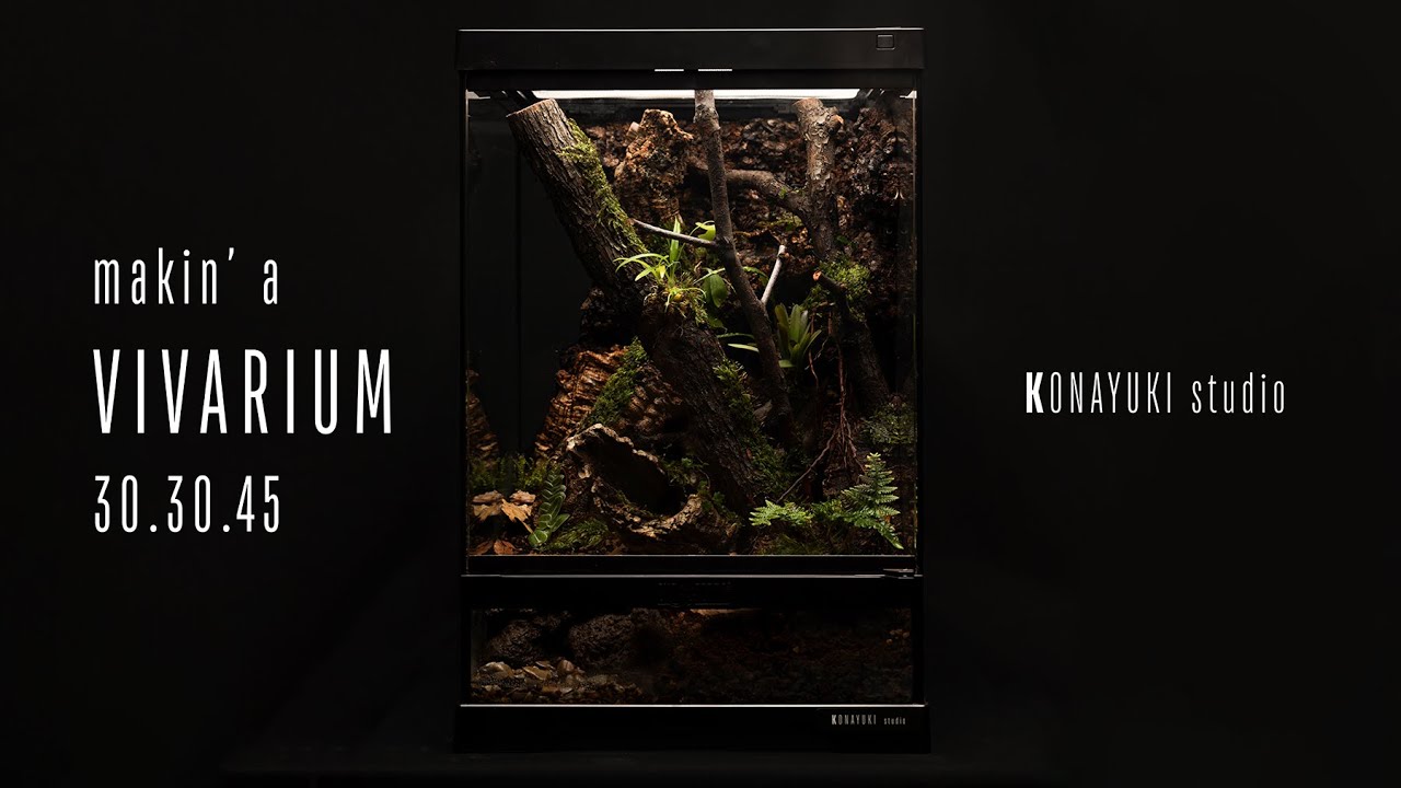 브랜치유목을 메인으로 비바리움 만들기! How to make a vivarium!