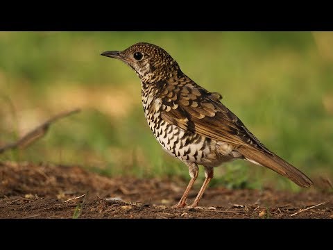 Scaly Thrush Anis Sisik Zoothera Dauma Youtube