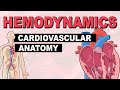 Cardiovascular system anatomy  hemodynamics part 1