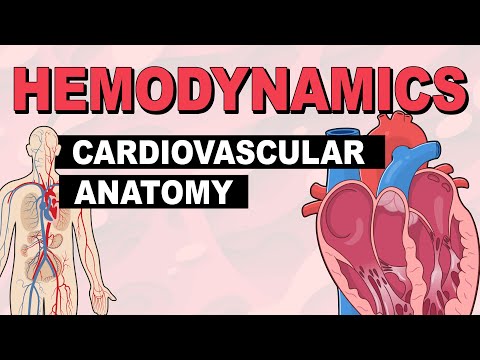 Cardiovascular System Anatomy | Hemodynamics (Part 1)