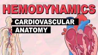 Cardiovascular System Anatomy | Hemodynamics (Part 1)