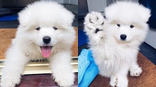 Cute & Funny Samoyeds Video Compilation 4K #6