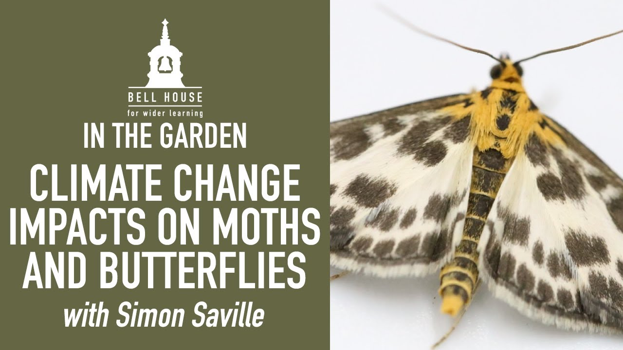 Climate Change Impacts on Butterflies and Moths - YouTube