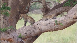 Kruger Magic! South to North across the Kruger National Park