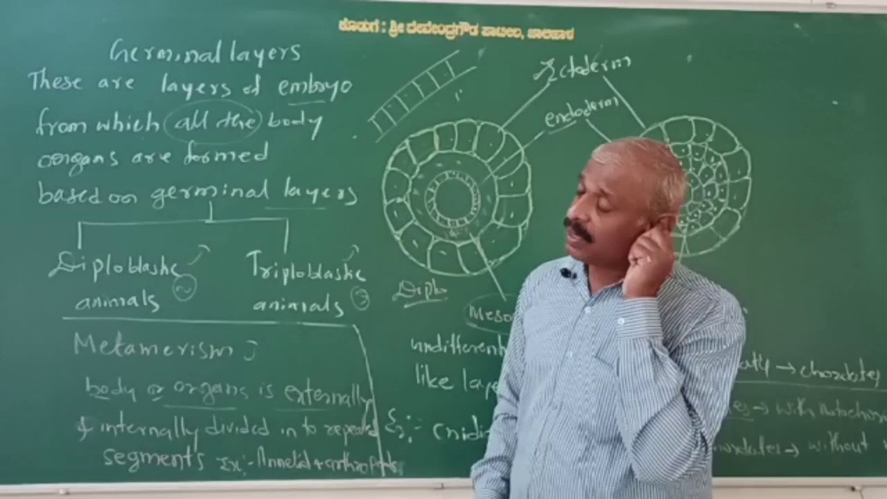 kingdom Animalia Puc I