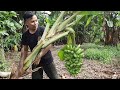 Alhamdulilah panen buah pisang merawat tanaman dan lingkungan rompok wirta kunil kunil