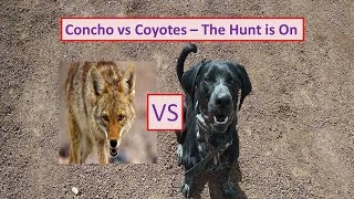 catahoula leopard dog hunting