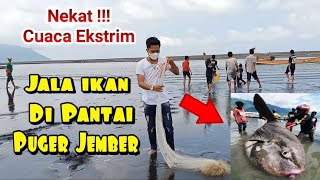 Jala ikan di Pantai Cemara Puger