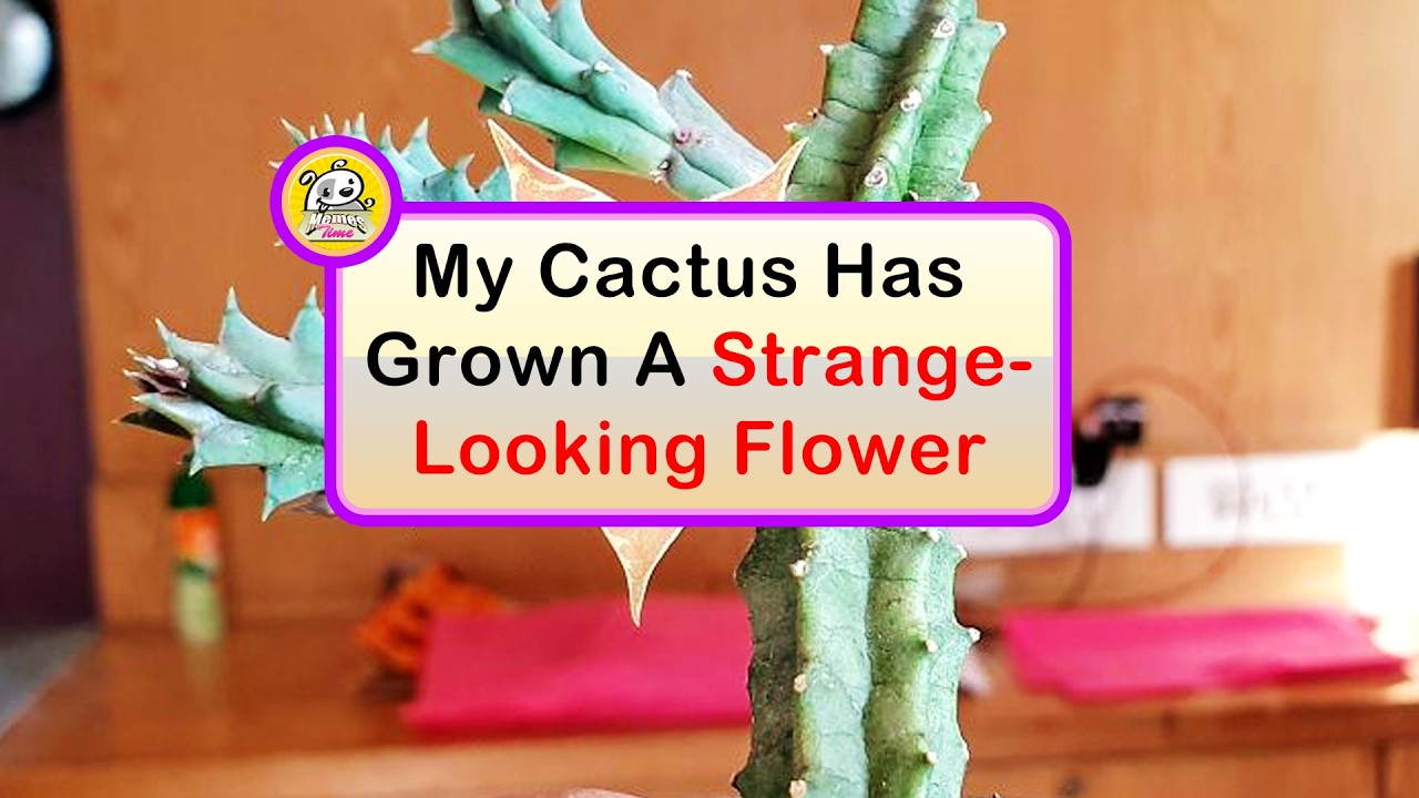 Rare Photos That Reveal What We Don’t Usually See (Part 2)