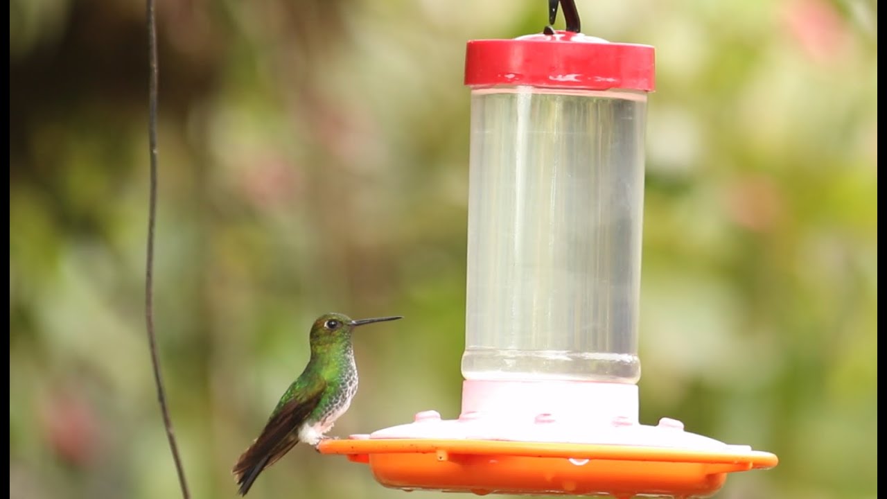 Birding Colombia Part 1: Las Tangaras Reserve