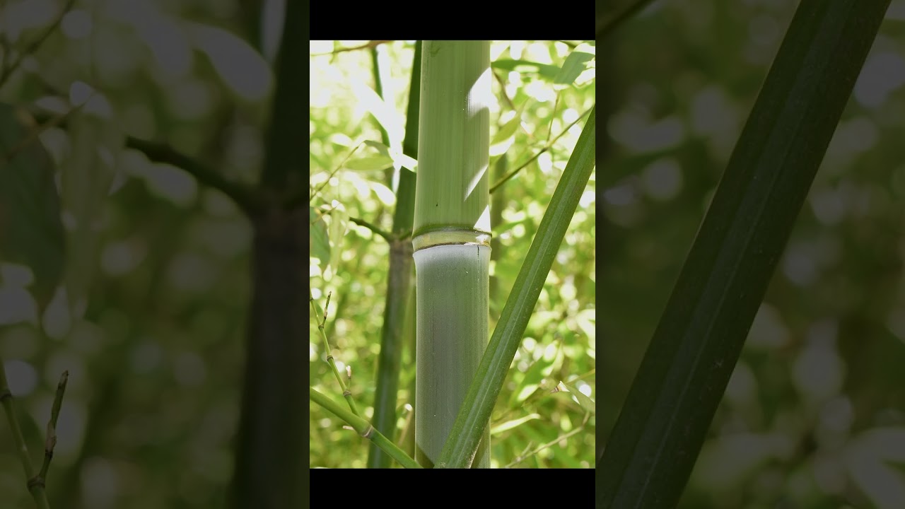Phyllostachys rubicunda 红后竹  安吉水胖竹  华东水竹  水胖竹 大水竹 안길반수죽 Red Queen Bamboo  Anji water bamboo