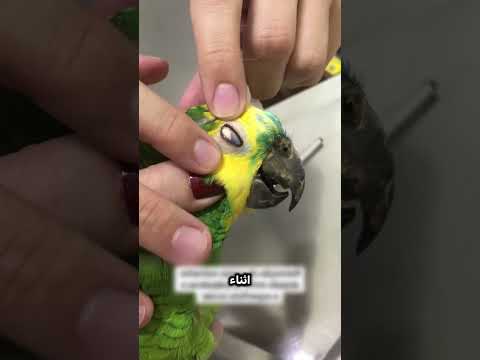 إنقاذ عين الببغاء من بذرة صغيرة رعاية الطيور قصص الحيوانات الأليفة