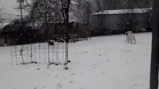 Snow Day Oswald and LuLu 01202016