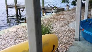 Finley the water dog