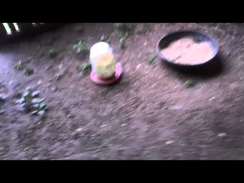 Exploding Egg