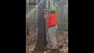 Making a Utility Pole with Koppers, Step 1: Procuring Timber