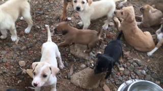 The Day Spent with Cute Puppies at Blue cross by Hetty & Percy 37,111 views 7 years ago 2 minutes, 23 seconds