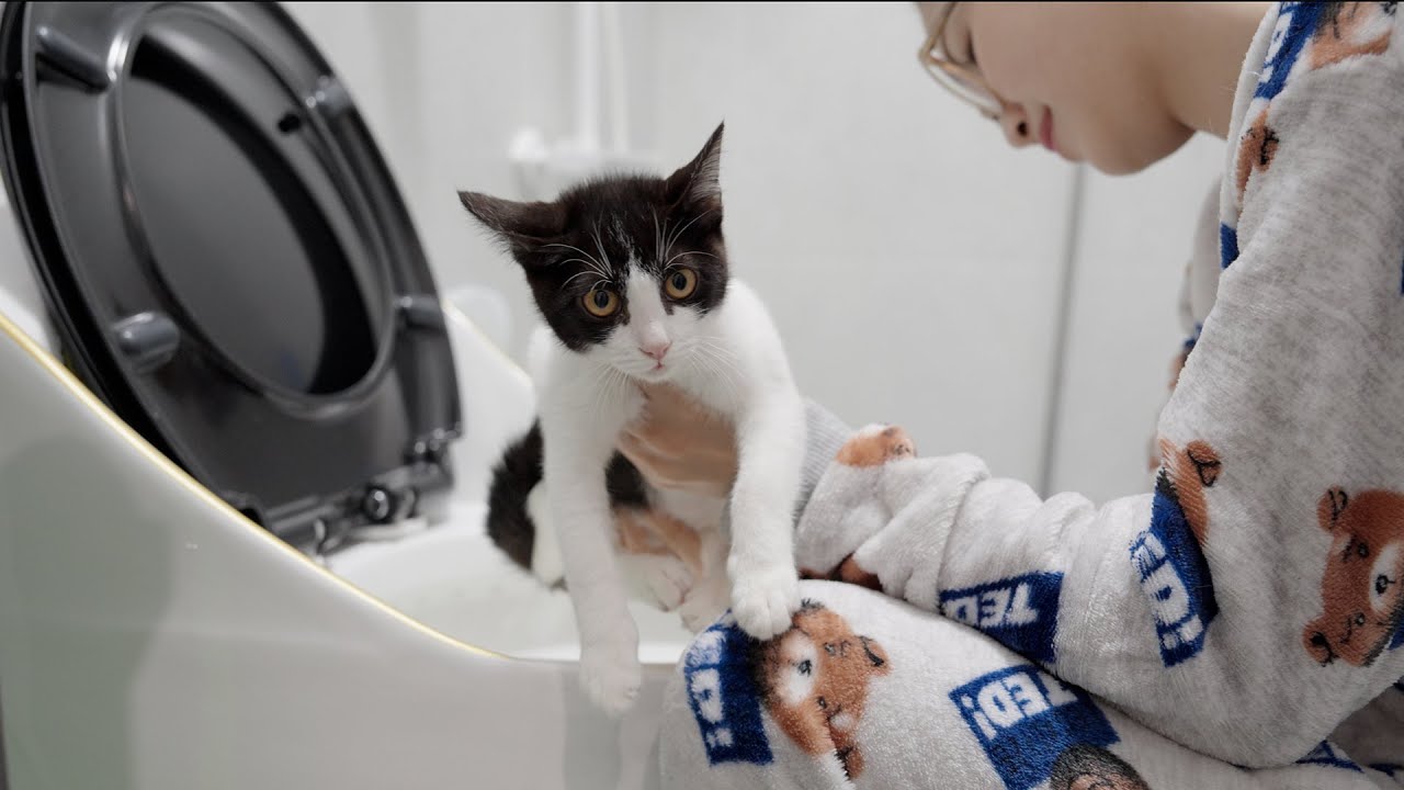猫A 画像1 ＋ 14 最終値下げしました！ 猫A 最終値下げしました！ 猫A 画像1 ＋ 14 最終値下げしました！ -