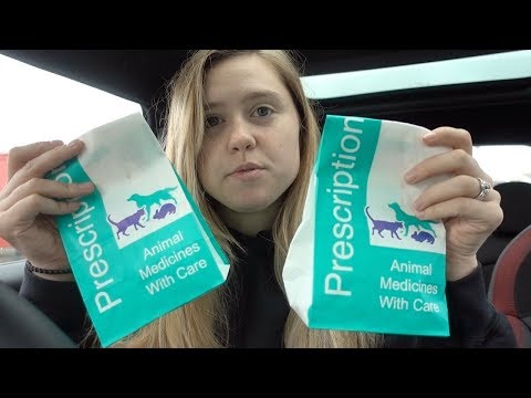 BOTH My Cats Are On Medication Now?!