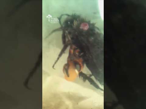 Why Bumblebees have to worry about "Chest Bursters" form "Alien"
