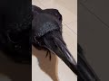 頭掻いて欲しいカラスをじらすと…カラスのクッピ2022/12/8KUPPI the Crow
