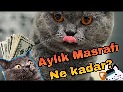 Video: Vahşi Kedilerin Bakımı: Sağlık, Maliyetler Ve Dikkat Edilmesi Gerekenler