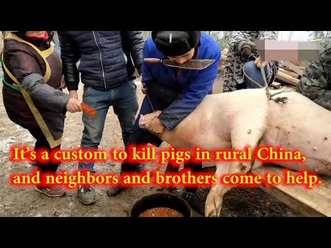 It’s a custom to kill pigs in rural China, and neighbors and brothers come to help.