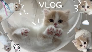 VLOG | 고양이VLOG | 고양이일상 | 먼치킨 | 아기고양이 #고양이브이로그 #고양이일상