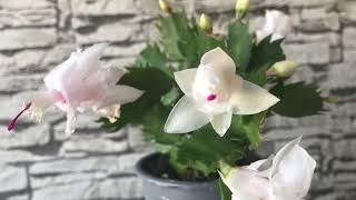 Yılbaşı Çiçeği Bakımı