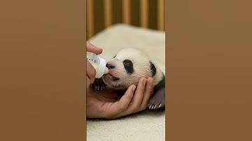Baby panda drinking milk deliciously #shorts #panda