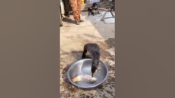 Eating Fish like   #shorts duck eating fish funny videos
