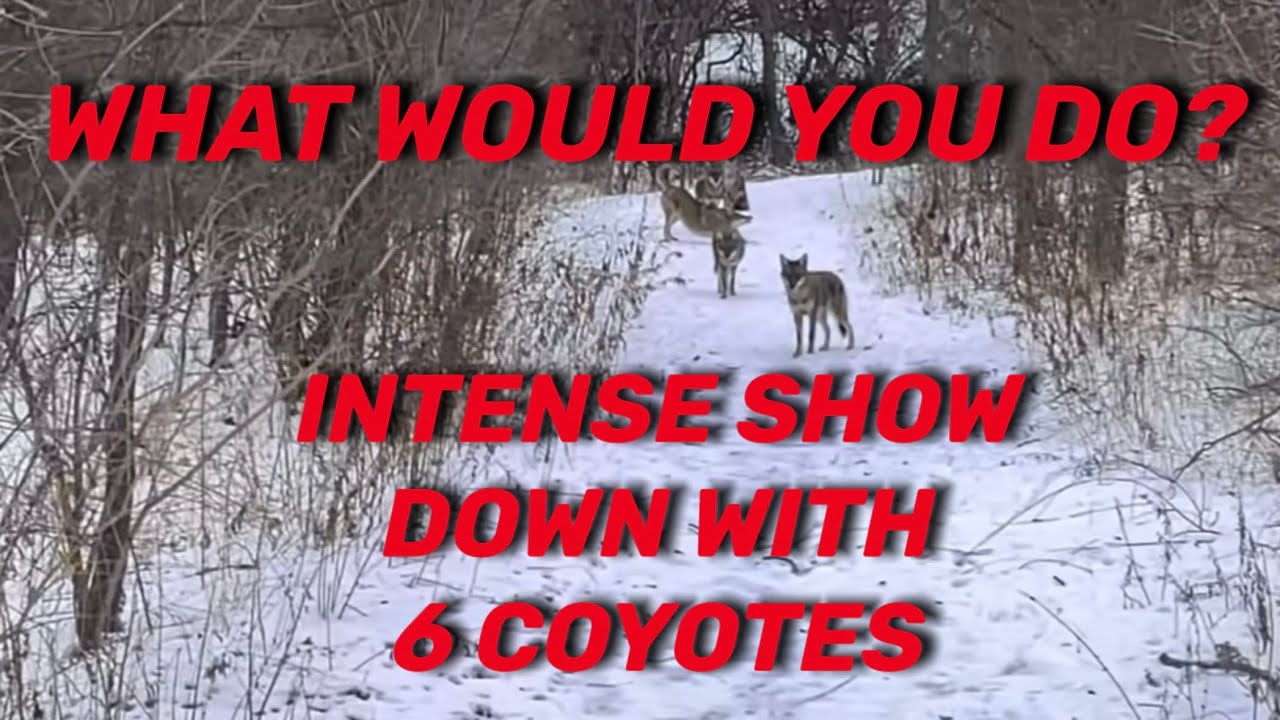 INTENSE MOMENT IN THE WOODS 👀 #intense #coyote #nature #terror #youtubevideo 
