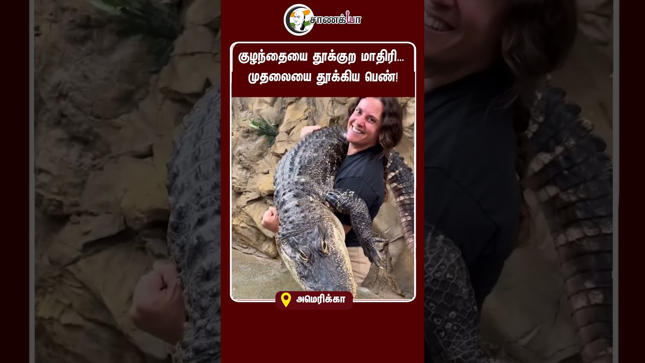 ⁣குழந்தையை தூக்குற மாதிரி... முதலையை தூக்கிய பெண்! | #shorts | #chanakyaa