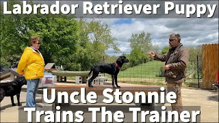 Labrador Retriever Puppy  Training The Trainer