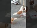 Армянские голуби кудули двухчубые #бойные #голуби #pigeon