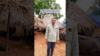 చిన్న బ్రహ్మదేవం దగ్గర దూడలు అమ్మకానికి ఉన్నాయి || Murrah,Graded Murrah Calfs Information