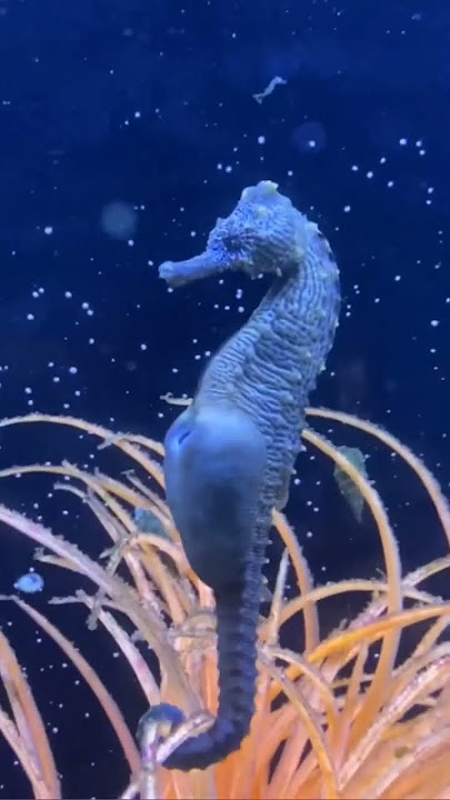 kehidupan kuda laut