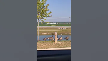 Geese 