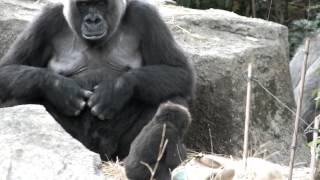 Too Cute! Baby gorilla(Age six months) and mom.上野動物園のゴリラの親子。(生後六ヶ月)