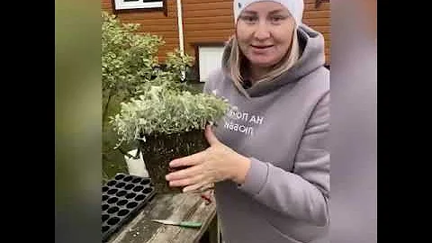Как сохранить дихондру в зиму, собрать семена и начеренковать
