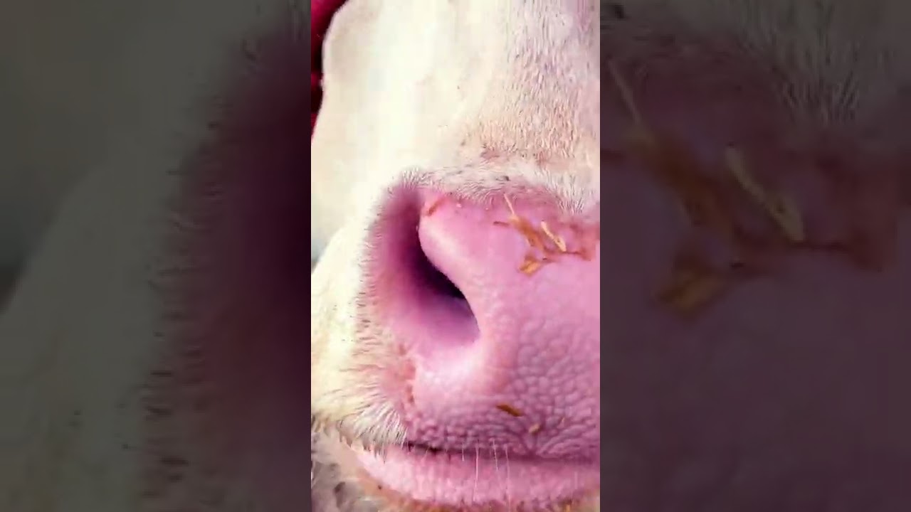 Gulabi Cow | Teri Yaad Sataundi