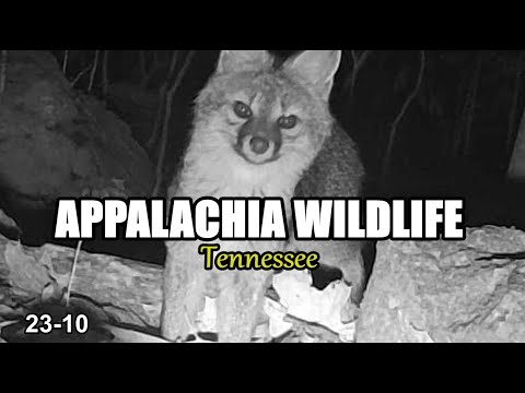 Appalachia Wildlife Video 23-10 from Trail Cameras in the Foothills of the Great Smoky Mountains