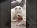 The Purest Bond: Smart Nanny Dog & Her Baby ❤️✨ #Shorts #Samoyed